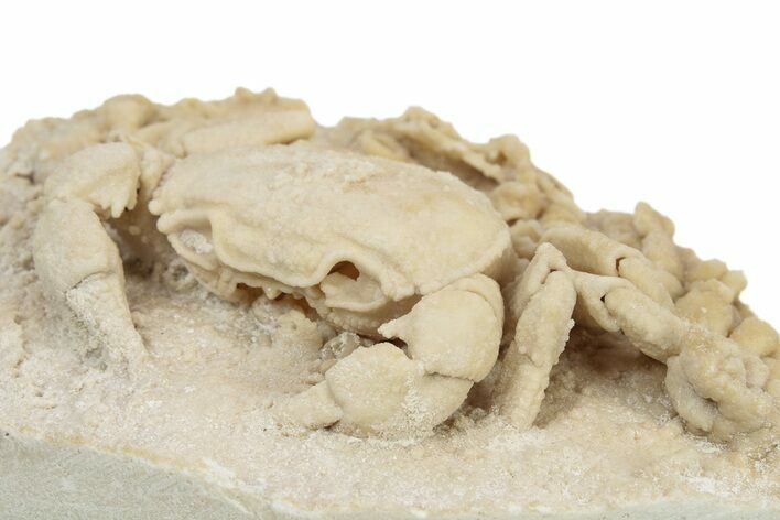 Fossil Crab (Potamon) Preserved in Travertine - Turkey #242887